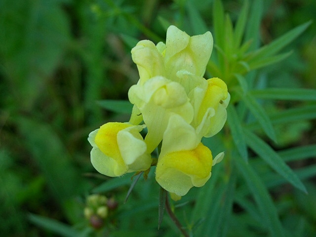 Linaria vulgaris / Linajola comune